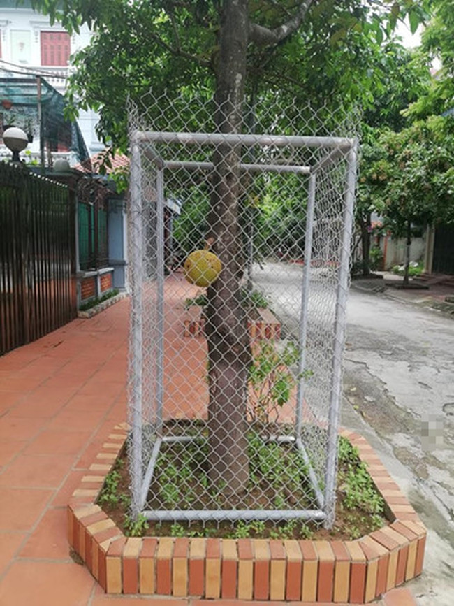 Dù chỉ còn một trái vẫn nhất quyết phải rào chắn cẩn thận. Ảnh: FB Phu Phambaphu.