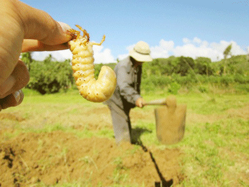 Nhờ công dụng này, nhiều nhà hàng, quán ăn, hoặc các tay sành nhậu... đến tận các địa phương để thu mua với giá cao. Thời điểm khan hiếm, giá sùng đất có thể lên tới 350.000 đồng/kg. Ảnh: Vietnamnnet