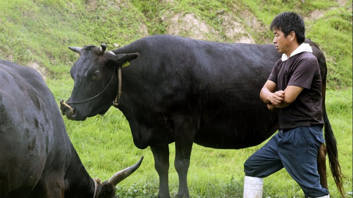 Bò Wagyu còn được nuôi trong môi trường thoải mái, thường được nghe nhạc, massage và uống bia để giảm stress và kích thích quá trình tích lũy mỡ. Ảnh: Getty