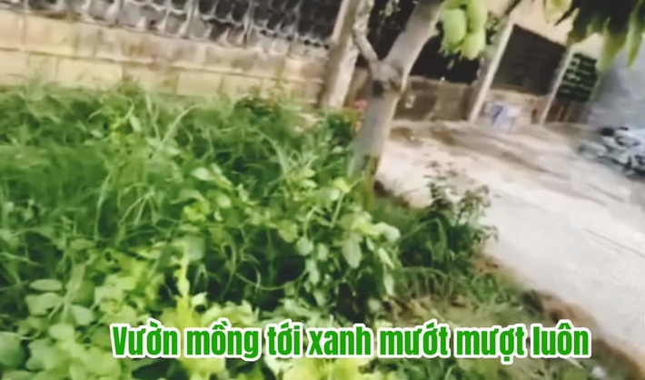 Vườn mồng tơi xanh mướt mượt. Ảnh chụp màn hình