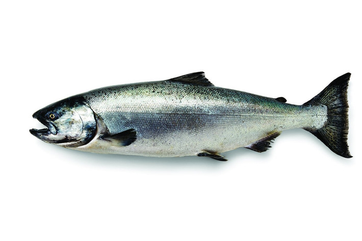 Cá hồi Ivory King là một biến thể rất hiếm của cá hồi Chinook, giá khoảng 2,2 triệu đồng/kg. Ảnh: Fruge Seafood