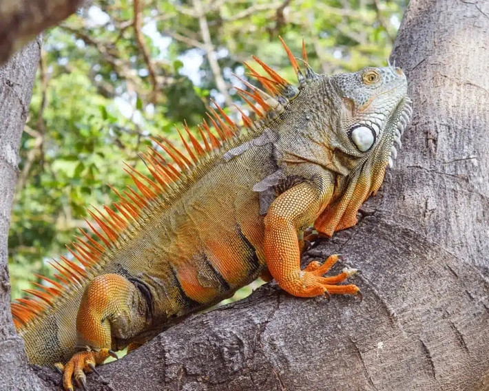 Nhiều năm nay, rồng Nam Mỹ trở thành thú cưng được nhiều người chơi yêu thích, nhất là giới trẻ. Ảnh: Mew