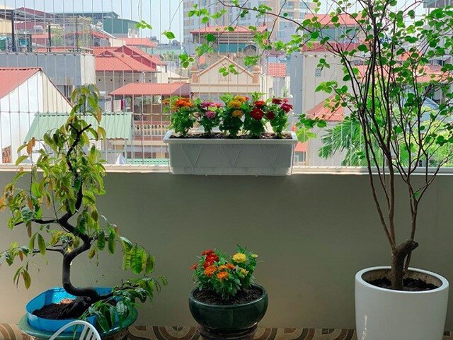 Ban công ngập tràn cây xanh. Ảnh: FB Nguyen Hoang Linh