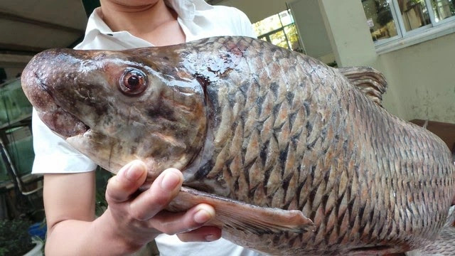 Do chỉ ăn rong rêu, tảo, nhất là tảo lục và tảo khuê cùng các sinh vật phù du nên thịt cá anh vũ rất chắc, ngọt, các loài cá khác khó sánh bằng. Ảnh: PhunuVietNam