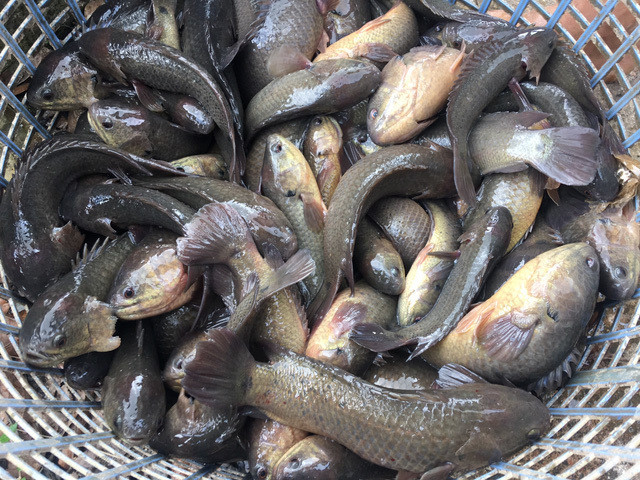 Trên thị trường, cá rô đồng có giá từ 100.000 - 150.000 đồng/kg, tùy thời điểm. Cá rô nuôi giá thấp hơn, từ 50.000 - 60.000 đồng mỗi kilogram. Ảnh: Vietnamnet