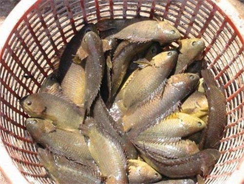 Trước kia, cá rô đồng "rẻ như bèo", chỉ cần một trận mưa to là cá nhảy tanh tách trên bờ ruộng. Nhưng vài năm gần đây, cá rô đồng bỗng trở thành đặc sản được người thành thị ưa chuộng. Ảnh: Dân Việt