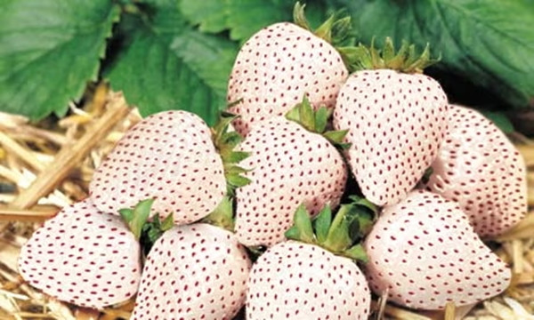 Năm 2010, dâu tây Bạch Tuyết được nông dân Hà Lan, Bỉ "hồi sinh" thành công, nhân giống thành dâu tây thương mại và người Nhật Bản nhập về trồng. Ảnh: The Guardian