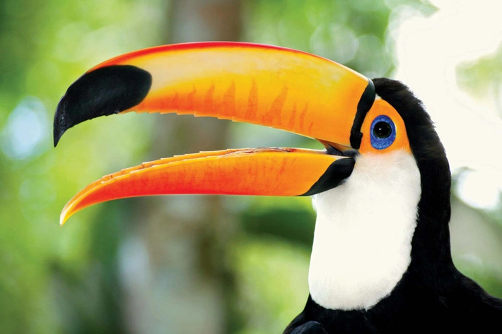 Mức giá của một chú chim Toucan dao động từ 1.500 đến trên 10.000 USD (hơn 35 đến hơn 235 triệu đồng). Ảnh: Hepper