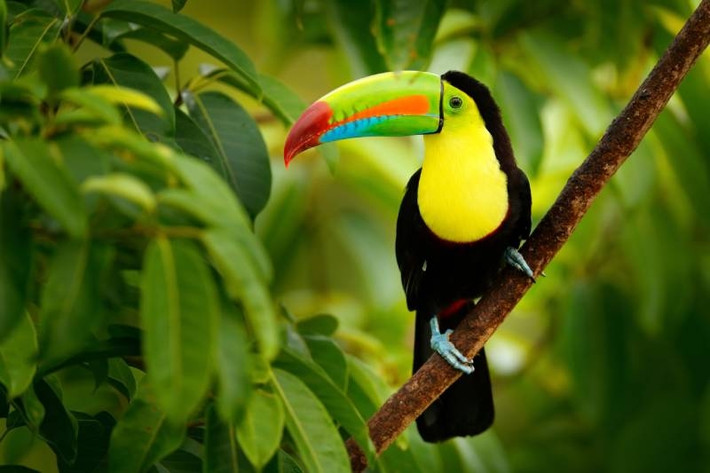 Chim Toucan nổi tiếng với chiếc mỏ khổng lồ tương đương một phần cơ thể, nhưng cũng không kém phần lòe loẹt. Ảnh: Hepper