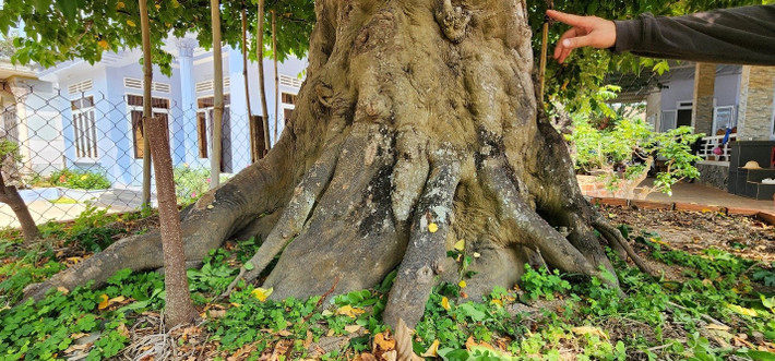 Cây khế phát triển khỏe mạnh với cành lá sum suê, đã có người trả giá hơn 2,5 tỷ nhưng anh Thọ không bán. Ảnh: Dân Việt
