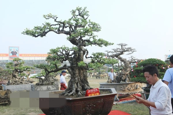 Cây khế cổ thụ, có dáng thế như một ngọn núi, tuổi đời lên đến 200 năm của anh Phan Văn Toàn ở Phú Thọ từng được nhiều đại gia trả giá trên dưới 6 tỷ đồng nhưng gia đình vẫn chưa muốn xuất vườn. Ảnh: Dân Việt
