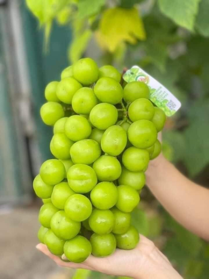 Đáng chú ý, những chùm nho sữa màu xanh căng bóng bẩy từng chỉ phục vụ giới nhà giàu nay trở thành hàng bình dân giá chỉ vài chục nghìn mỗi kg. Thậm chí, có người rao bán nho sữa chỉ 25.000 đồng/kg. Ảnh: Fcebook