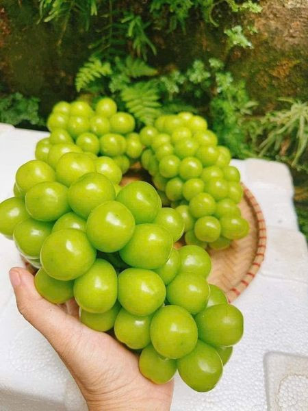 Nhưng hiện nay, nho sữa loại 30.000 đồng/kg là hàng đẹp, mỗi chùm đều từ 1-1,5kg, quả to, căng mòng. Tuy nhiên, chị Duyên bán nguyên rành 10kg, không bán lẻ. Ảnh: Fcebook