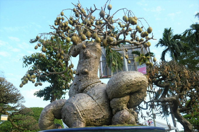 Tại Hội thi sinh vật cảnh thành phố Quảng Ngãi Xuân Nhâm Dần 2022, một cây cóc bonsai độc đáo thu hút sự chú ý của đông đảo khách tham quan. Phần gốc cây xù xì, uốn lượn tạo nên hình thù lạ mắt. Hoành gốc đo được trên 2 m, nơi to nhất của phần thân cây khoảng 0,6 m. Ảnh: Người đưa tin