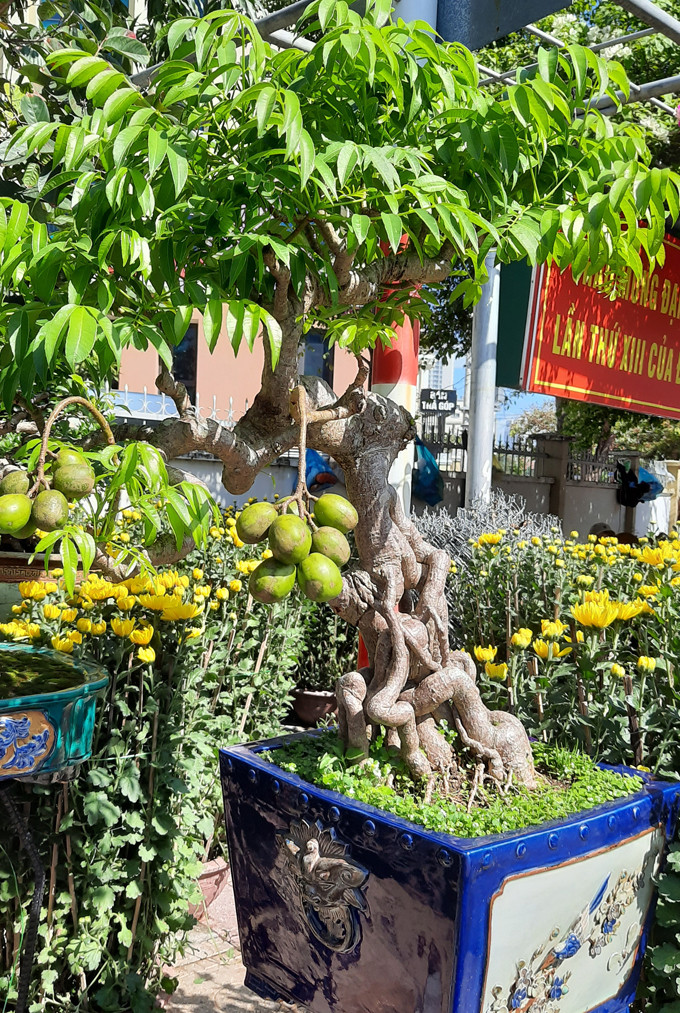 Những năm gần đây, phong trào chơi cóc cảnh nổi lên trong giới chơi cây cảnh. Ảnh: Dân Việt