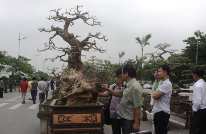Hầu hết phần gốc đã lũa được người tạo tác gọt giũa, tựa như một bức tượng bằng gỗ. Ảnh: Vietnamnet.