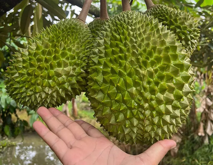 Trong khi các loại sầu riêng trồng phổ biến ở Việt Nam như Ri 6, sầu riêng khổ qua...có giá bán từ 90.000 - 200.000 đồng/kg thì sầu riêng Musang King được bán với giá gấp 6-8 lần. Ảnh: Vietnamnet