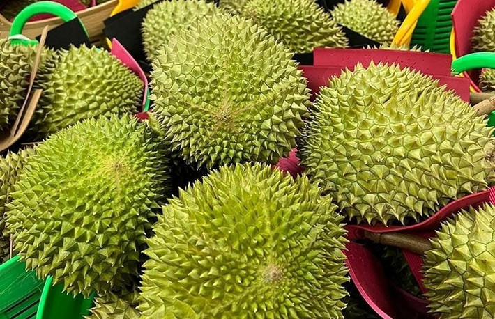 Theo Vietnamnet, trên thị trường một số cửa hàng rao bán sầu riêng Musang King trồng tại Phong Điền (Cần Thơ) giá lên tới 800.000 đồng/kg. Ảnh: Vietnamnet