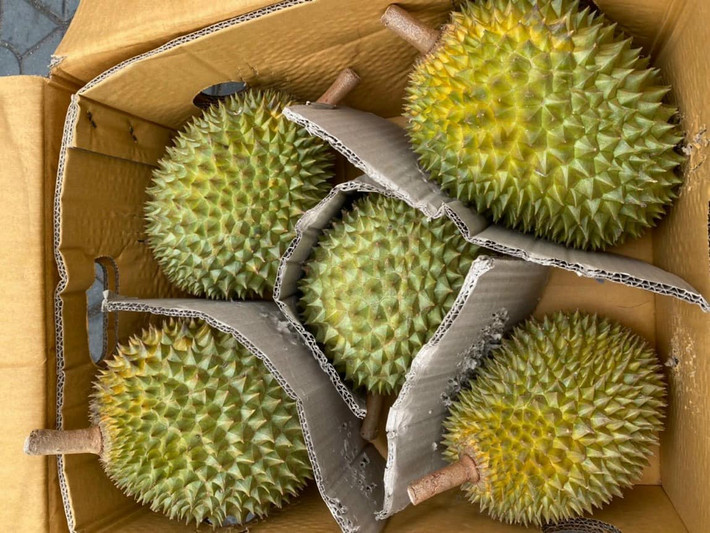 Nhưng riêng với Musang King nguyên quả thì lại rất hiếm, đặc biệt là loại chín rụng, chỉ có vài tháng theo mùa. Ảnh: Facebook