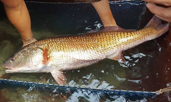 Vùng biển Việt Nam có một loài cá quý hiếm, được xếp vào những loại đắt đỏ nhất thế giới. Đó là cá sủ vàng. Ảnh: Vietnamnet