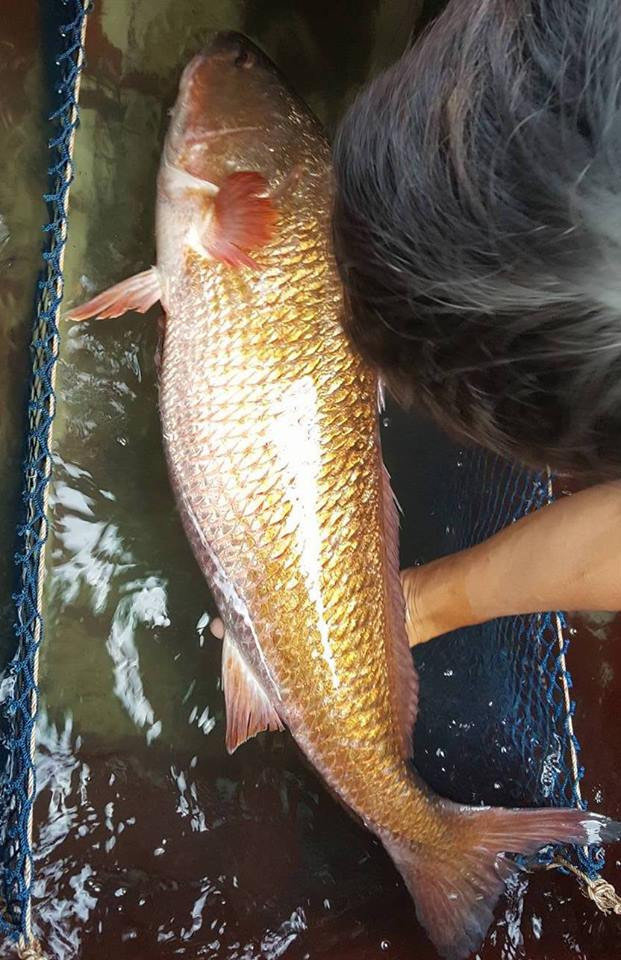 Còn trong tự nhiên, cá sủ vàng ngày càng hiếm. Ảnh: NLĐ
