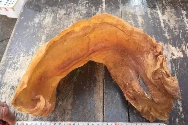 Một lý do nữa khiến loài cá này siêu đắt là bong bóng cá được các nước phát triển sử dụng trong y học như một công cụ rất hữu hiệu. Ảnh: Getty