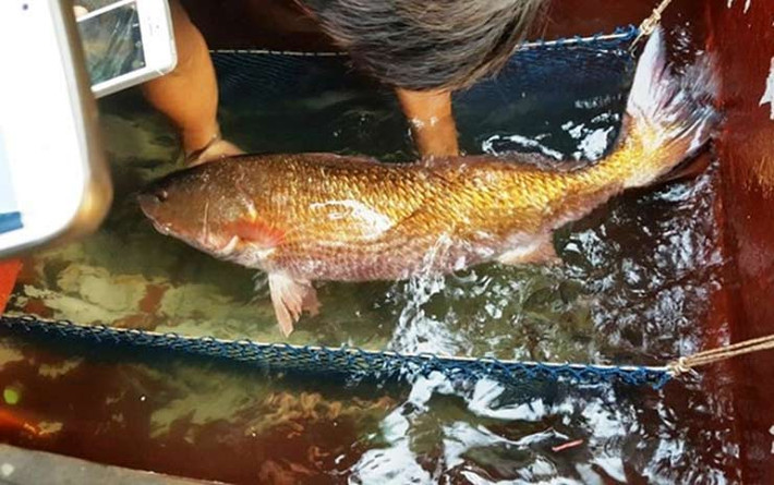 Cá sủ vàng còn được gọi là cá sủ vây vàng, cá sủ vàng kép, cá thủ, cá đường...Ảnh: Dân Việt