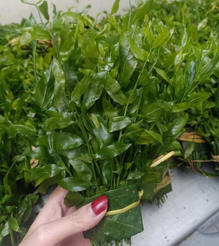 Rau sắng (hay rau ngót rừng) chỉ xuất hiện ở các tỉnh thành vùng núi miền Bắc như Cao Bằng, Lạng Sơn, Lào Cai....Phần rau ăn được thực chất là lá non của cây. Ảnh: Vietnamnet