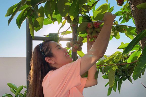 Khu vườn được người đẹp chăm sóc tự nhiên, không thuốc hóa học. Ảnh; FBNV