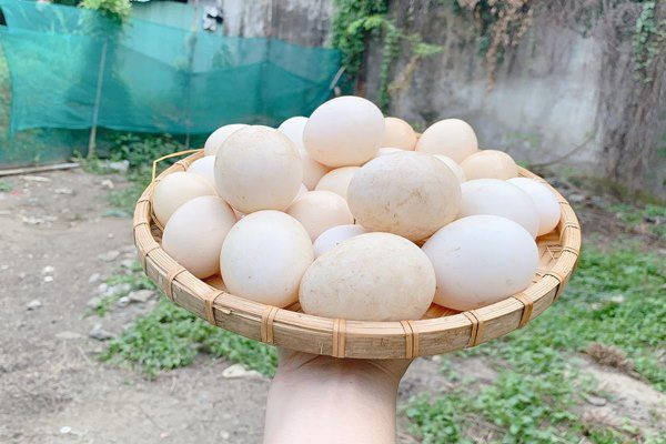 Người đẹp Trà Vinh còn nuôi gà lấy trứng trong sân vườn. Ảnh: FBNV