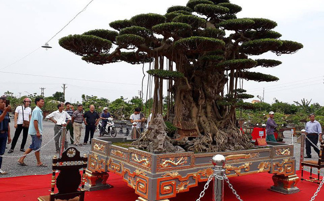 Đặc biệt, cây cảnh cũng được dát vàng lộng lẫy. Ảnh: Báo dân sinh