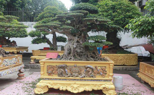 Trong suốt 25 năm sưu tầm cây cảnh, đại gia Toàn đô la đã chi tới tới hàng trăm tỷ đồng. Ảnh: Dân Việt
