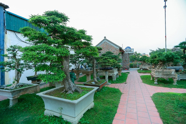 Khu vườn sở hữu nhiều cây cảnh giá trị cao, trong đó nhiều cây giá từ vài tỷ đến vài chục tỷ đồng. Ảnh: Dân trí