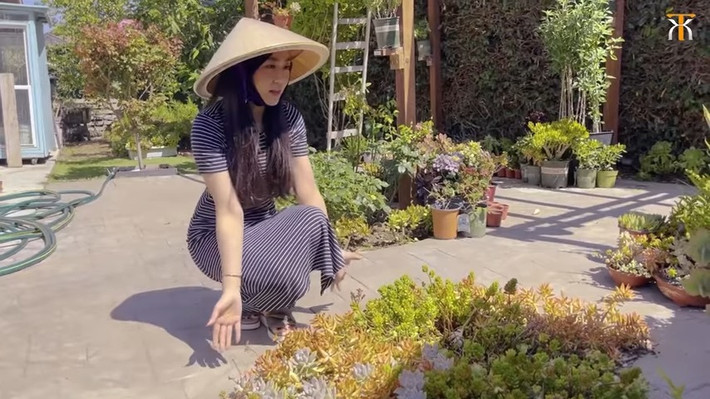 Khu vườn của Hà Thanh Xuân có hàng chục loại sen đá mà cụm nào cũng xum xuê. Ảnh chụp màn hình