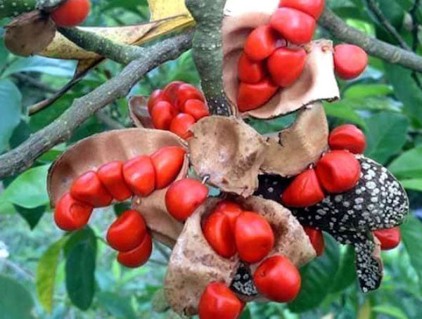 Theo người dân Tây Bắc, loại thượng hạng, đắt đỏ nhất là hạt của những cây dổi rừng cổ thụ, già trên 30 năm. Ảnh: Dân Việt