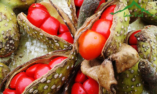 Hạt dổi rừng còn "gây sốt" trên thị trường với giá lên tới 3 triệu đồng/kg, thậm chí xuất khẩu sang châu Âu. Ảnh: Lâm Việt