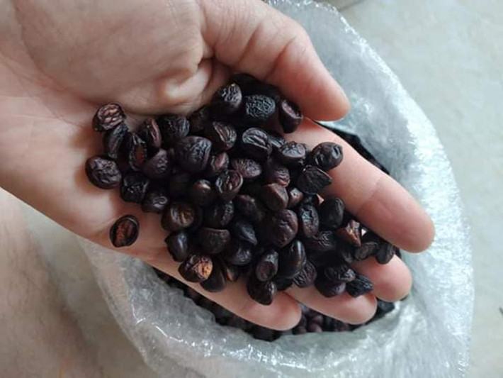 Là thứ giá vị đắt đỏ trong ẩm thực, hạt dổi rừng được ví như "vàng đen" của vùng đất Tây Bắc. Ảnh: Vietnamnet