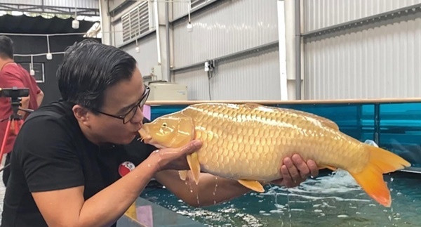 Đến nay, trang trại của doanh nhân Thắng Ngô được xem như là siêu thị cá Koi lớn thuộc hàng top trên thế giới. Ảnh: VNN