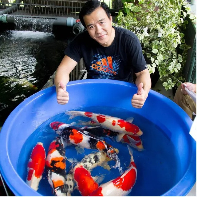 Cá Koi được vận chuyển trực tiếp từ Nhật Bản bằng máy bay, trong các dụng cụ chuyên dụng, sau đó phân phối tại Việt Nam hoặc vận chuyển đến các sân bay quốc tế theo yêu cầu của khách. Ảnh: Ruby Koi Farm