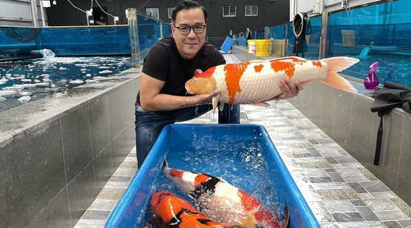 Các giống cá Koi trong trang trại của đại gia Thắng Ngô đều đẹp về màu sắc, có giá trị thẩm mỹ cao và được nhiều người ưa chuộng. Ảnh: Ruby Koi Farm