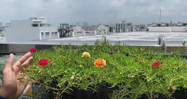 Trong vườn còn trồng cả hoa mười giờ. Ảnh: FBNV