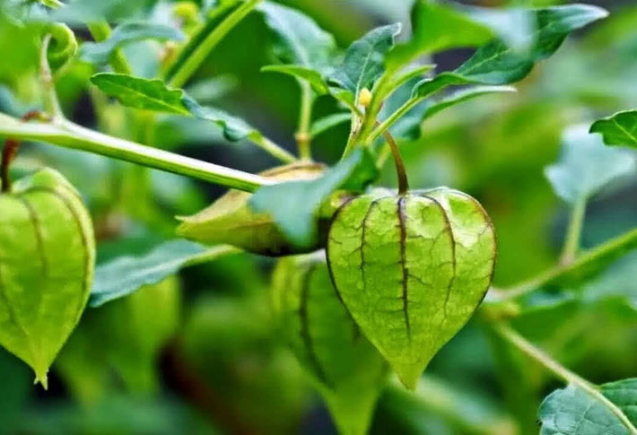 Ở nước ta, tầm bóp được xem như là quả dại, mọc đầy bờ ruộng, chẳng tốn tiền mua. Ảnh: Internet