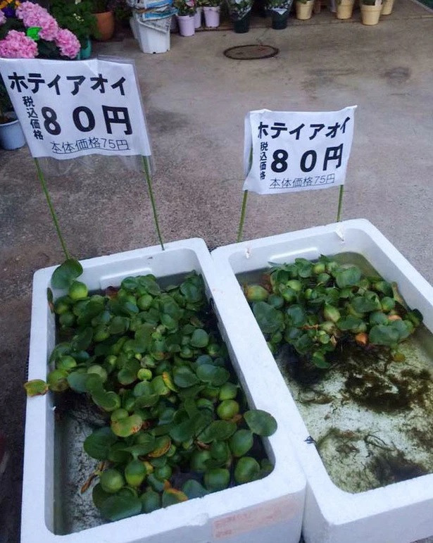 Nhưng khi sang Nhật, bèo tây lại được bán với giá hơn 20.000 đồng/cây. Ảnh: Pháp luật & bạn đọc