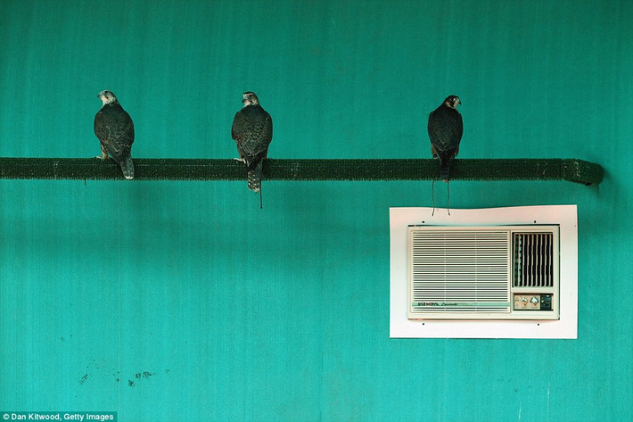 Đại bàng nghỉ ngơi trong phòng có điều hòa nhiệt độ để giúp chúng hồi phục nhanh hơn.
