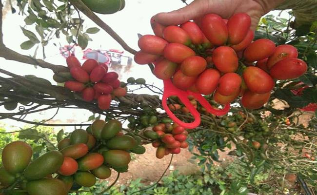 Khi chín, chùm quả chuyển dần từ màu xanh sang màu phớt hồng, khi đủ chín thì chuyển sang màu đỏ tươi như máu, chín kỹ sẽ chuyển sang màu tím đen.
