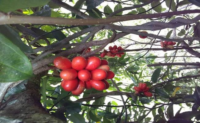 Trước khi ngâm rượu, người ta dùng dao nhỏ bổ nhẹ quả máu từ phía rốn theo hình dấu nhân rồi cho vào bình ngâm theo tỉ lệ 1kg quả với 3 lít rượu trắng, đậy kín nắp ngâm trong khoảng 3-4 tháng rồi sử dụng.