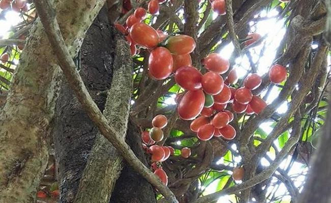 Quả máu sau 3 tháng ngâm rượu có màu đỏ rất đẹp, tỏa ra mùi thơm riêng biệt, nồng độ rượu vừa phải và dễ uống.