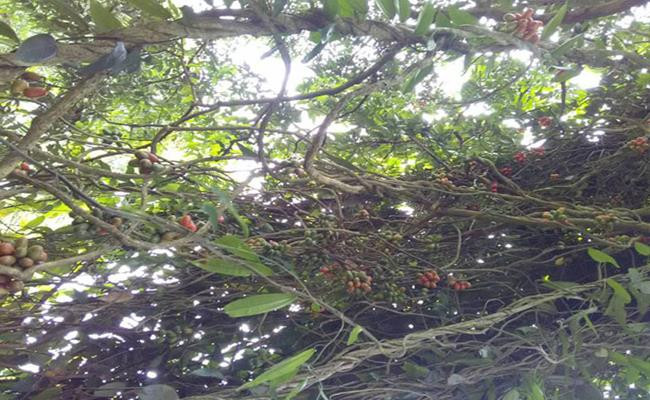 Giống quả này khi chín có vị chua chua ngọt ngọt rất dễ ăn, có tác dụng bổ máu, bồi bổ cơ thể.
