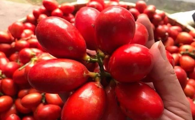Người dân địa phương thường gọi đây là cây quả máu - một loại thực vật thân dây leo, lá nhỏ dài khoảng 10-15cm, có gân lá nổi màu sáng.