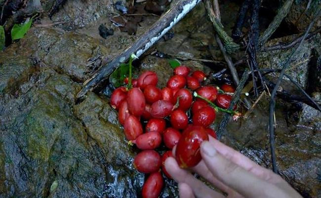 Người dân thường khai thác thân cây dạng dây leo, chặt thành từng khúc rồi bán cho thương lái Trung Quốc hoặc các đầu nậu thu gom trong nội địa rồi xuất tiểu ngạch sang phía bên kia biên giới.